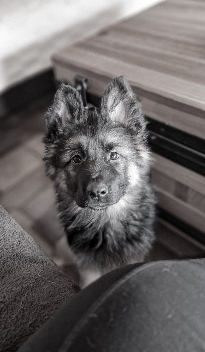 Akela Daytona (Shamane) Des Rives De La Neva