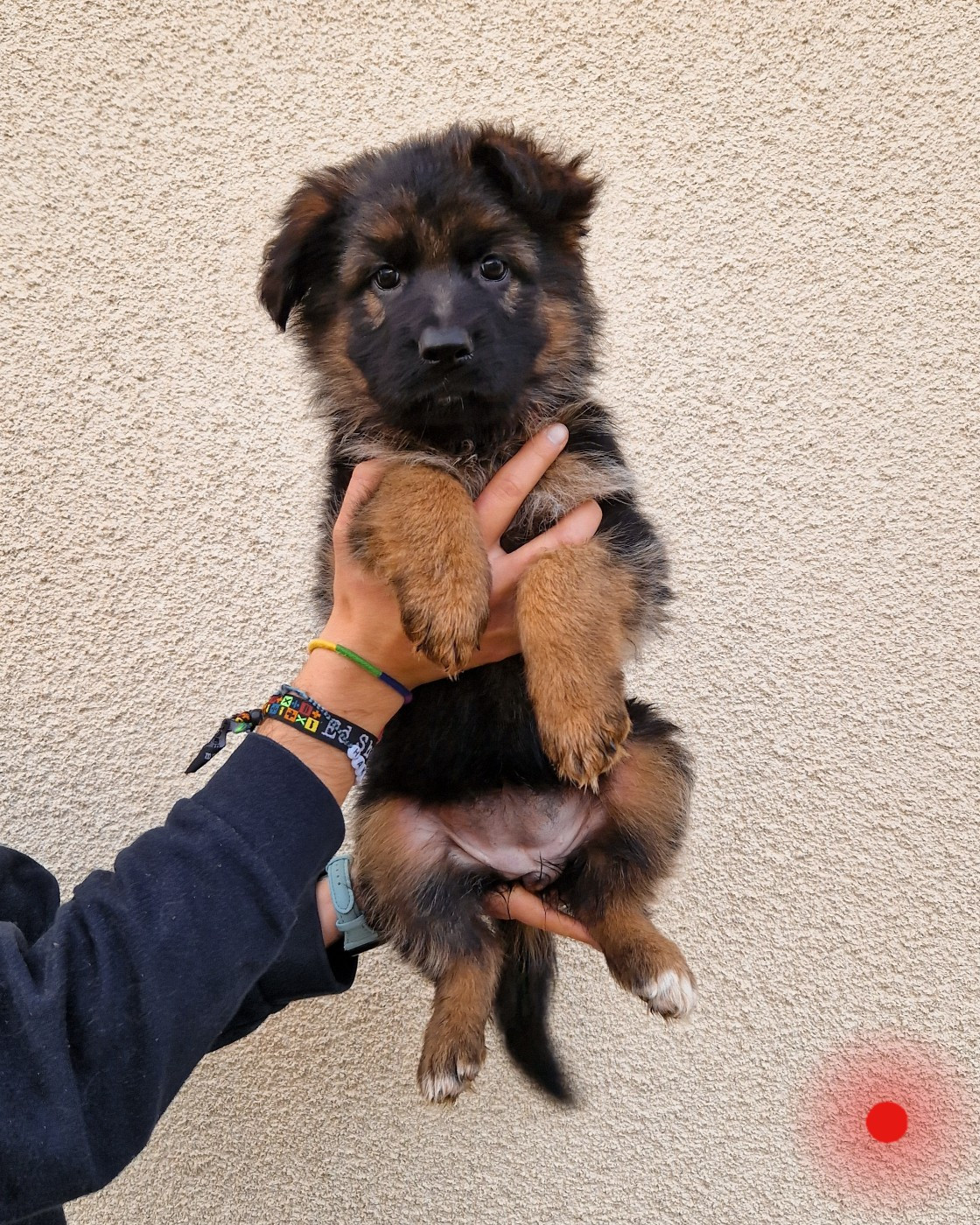 Des Rives De La Neva - Chiots disponibles - Berger Allemand Poil Long