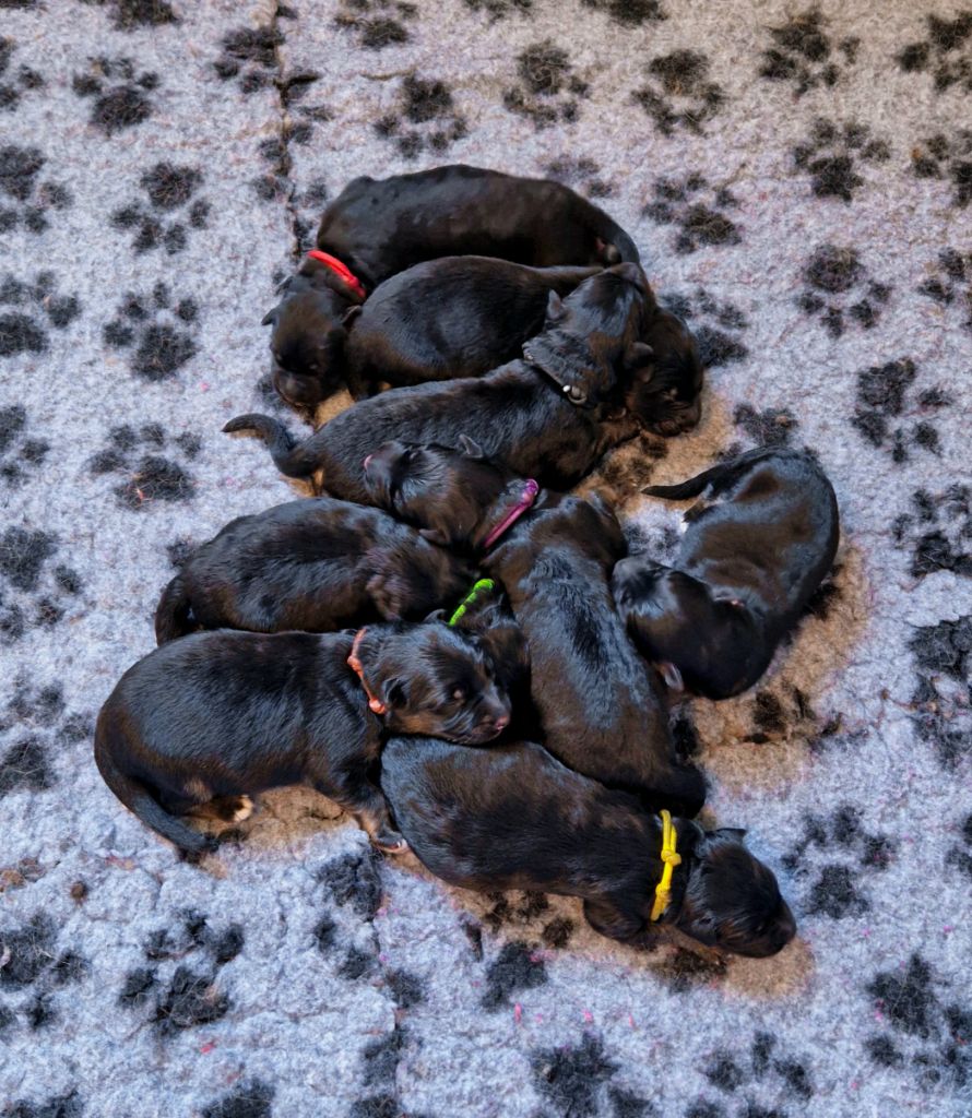 Chiot Berger Allemand Poil Long Des Rives De La Neva