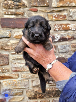 CHIOT 1