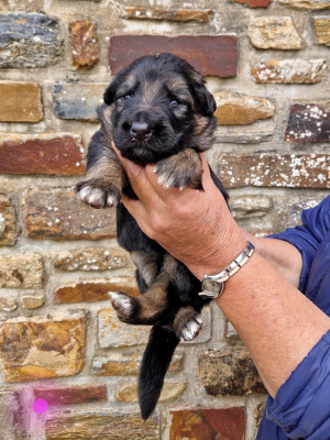 CHIOT 2