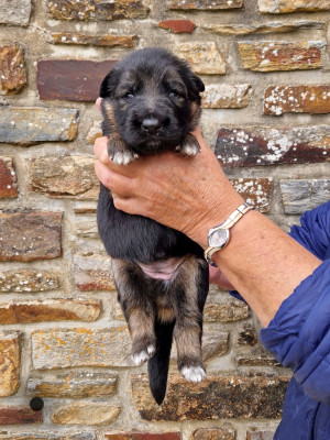 CHIOT 8