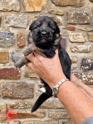 CHIOT 3