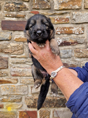 CHIOT 4