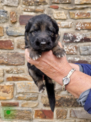 CHIOT 5
