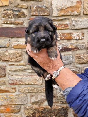 CHIOT 6