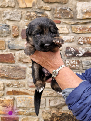 CHIOT 7